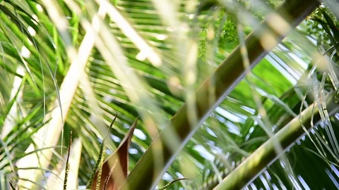 Coconut fruit on tree with Tilt down shot Stock Footage 108199422