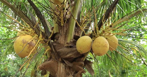 Coconut fruits grow on tree Stock Footage 267547536