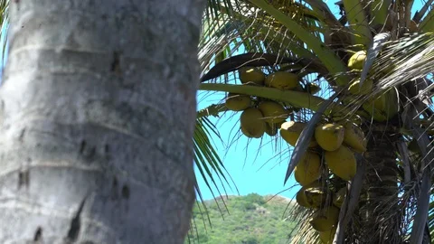 Coconut fruits on tree Stock-Footage 97589540