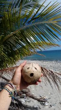 Coconut funny/scary face Stock Photos