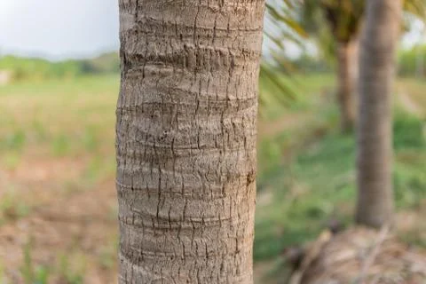 Coconut in the garden Stock Photos