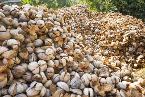 Coconut garden Stock Photos