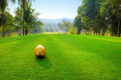 Coconut on golf course Fotos de archivo