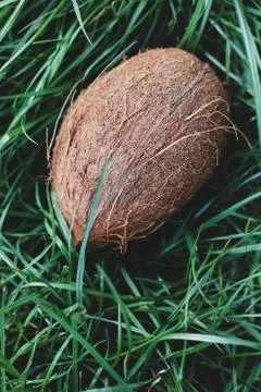 Coconut in the grass. Coconut close up Stock Photos