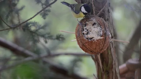 Coconut with great tit (Parus major). bird feeder 스톡 동영상 71127149
