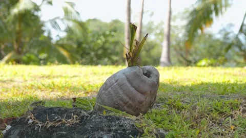 Coconut on a green grass. Pan move shot. Stock Footage 232907540