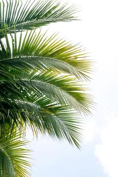 Coconut green leafs Stock Photos