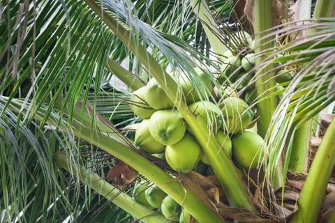 Coconut group on tree Stock Photos