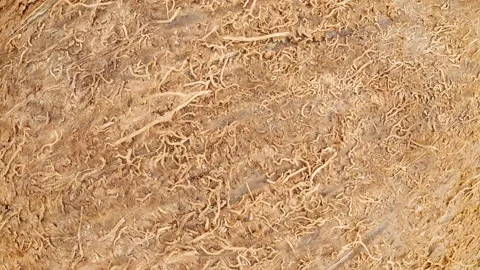 Coconut, hairy brown surface close-up, rotating Stock-Footage 243987899
