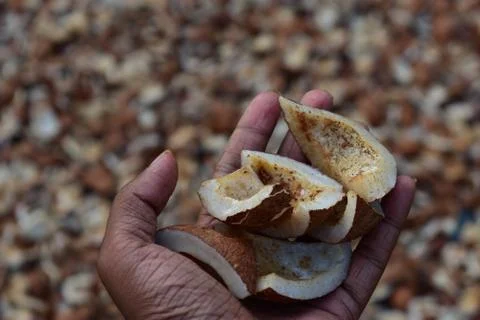 Coconut on hand. Stock Photos