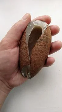 Coconut in the hands of a man. Stock Photos