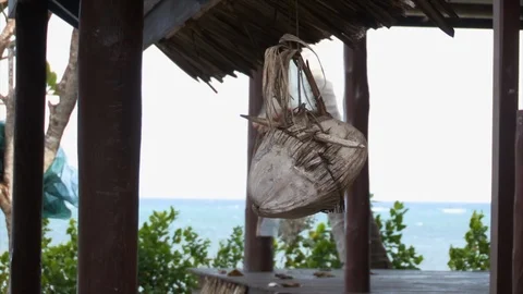 A coconut hanging design Stock Footage 94610395