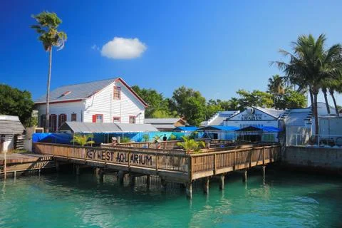 Coconut head Stock Photos