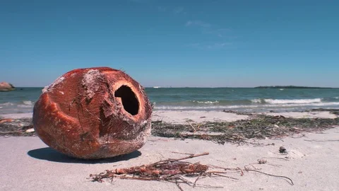 Coconut Husk on Beach, 4K Stock Footage 70811395