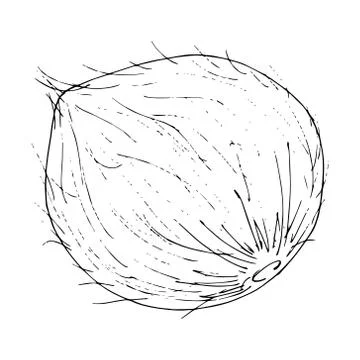 Coconut icon. Stock Illustration