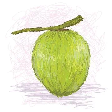 Coconut Stock Illustration