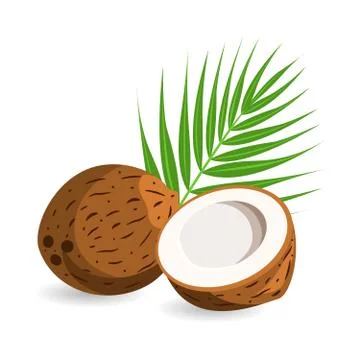 Coconut Stock Illustration