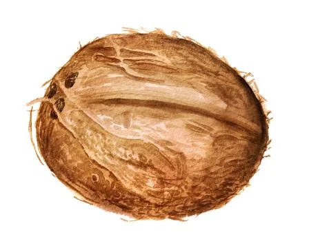 Coconut Stock Illustration