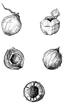 Coconut 스톡 일러스트