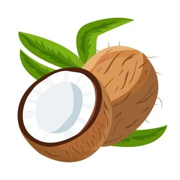Coconut Stock Illustration
