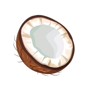 Coconut Stock Illustration
