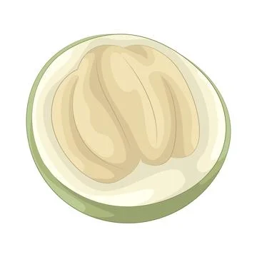 Coconut illustration Stock Illustration