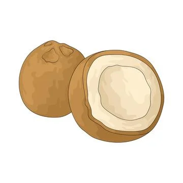 Coconut illustration Stockillustratie