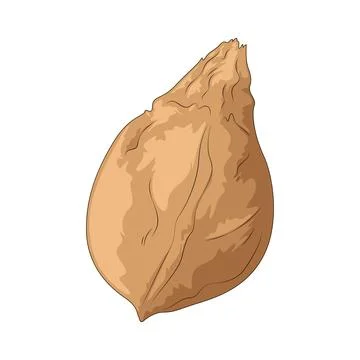 Coconut illustration Stockillustratie