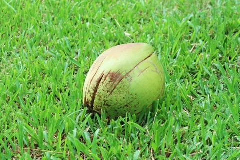 A Coconut Isolated on the Field Stock Photos