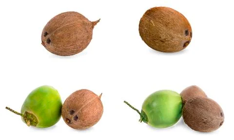 Coconut isolated on white background Stock Photos