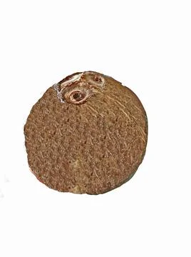 Coconut isolated on white background Stock Photos