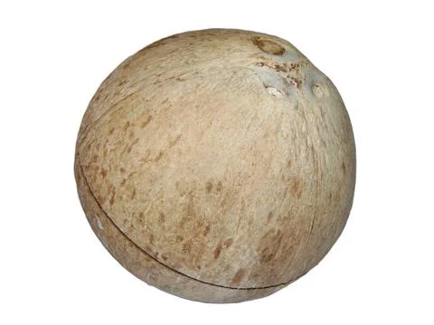 Coconut isolated on white background 库存照片