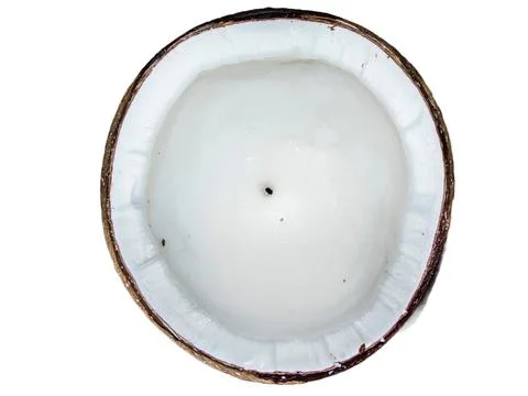 Coconut isolated on white background Photos