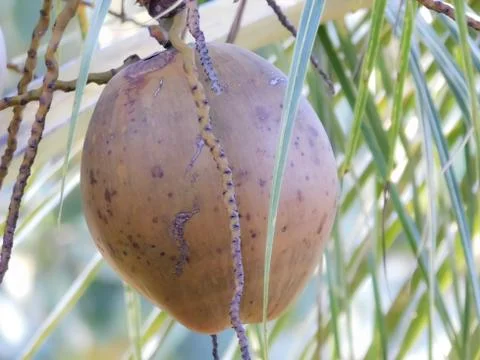 Coconut in Its tree Stock Photos