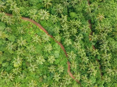 Coconut Jungle Foto stock