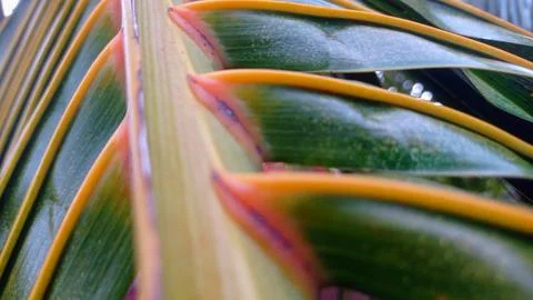 Coconut leaf appearance Stock Photos