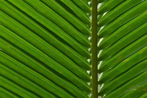 Coconut Leaf Background Stock Photos