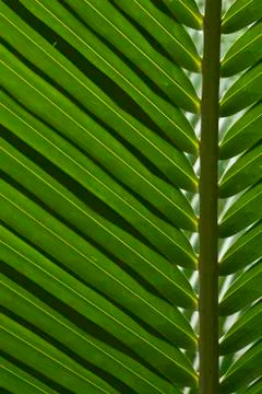 Coconut Leaf Background Stock Photos