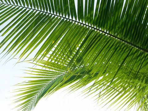 Coconut leaf background Stock Photos