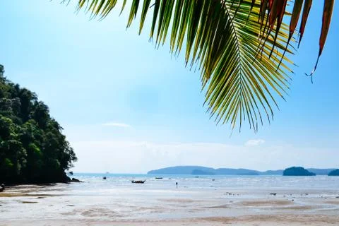 Coconut leaf on the beach Stock Photos