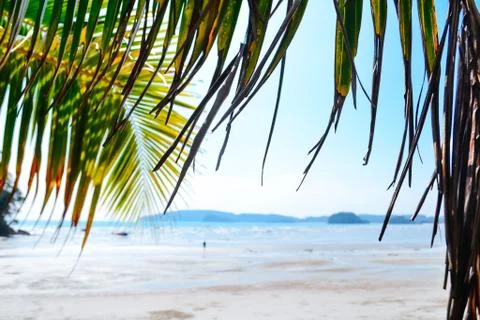 Coconut leaf on the beach Foto stock