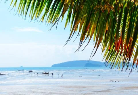 Coconut leaf on the beach Foto stock