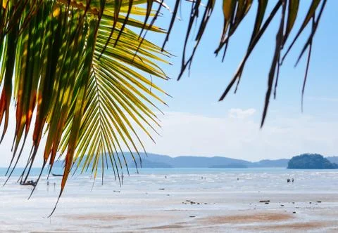 Coconut leaf on the beach Stock Photos