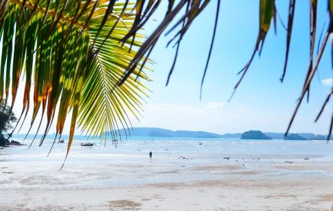 Coconut leaf on the beach Foto stock
