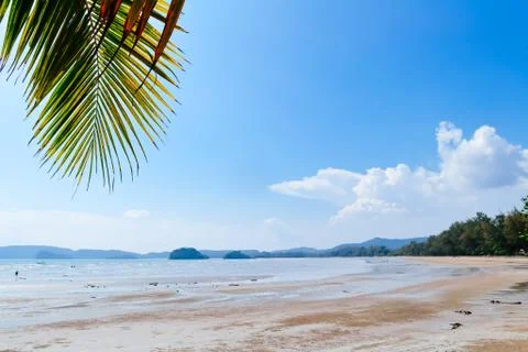 Coconut leaf on the beach Foto stock