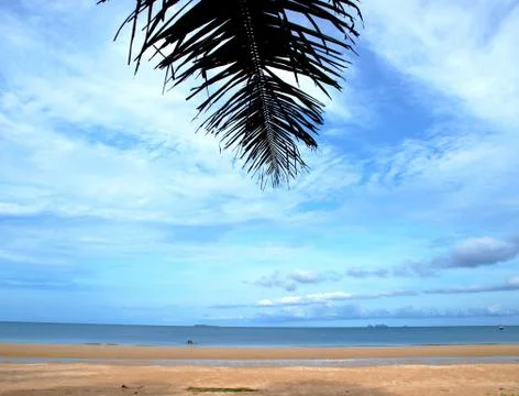 Coconut leaf beside beach Stock Photos