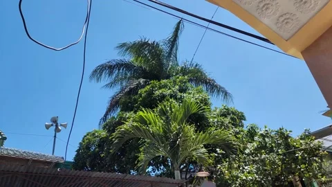Coconut leaf blown by a big wind Stock Footage 210700511