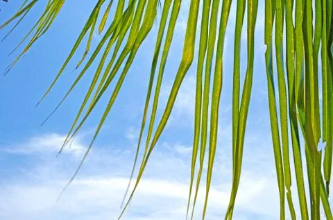 Coconut Leaf with Blue Sky Stock Photos