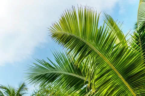 Coconut leaf on blue sky Foto stock