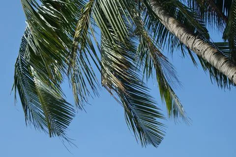 Coconut leaf with blue sky Stock Photos